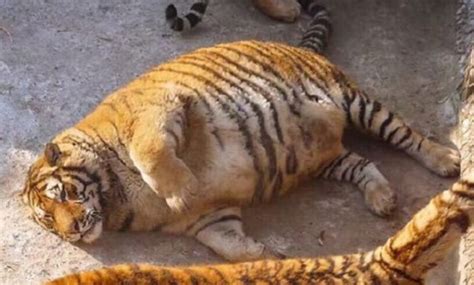 Fat Chinese Tigers Are The Best Thing Youll See Today