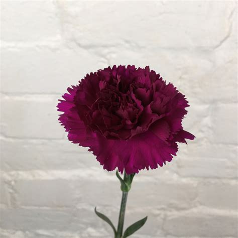 The long lasting carnation has been here for thousands of years and is. Carnation, Single Bloom, Deep Purple, (Dianthus) - Barn ...