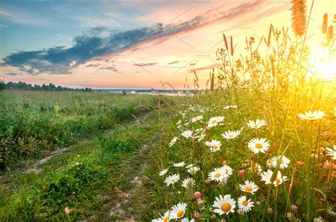 Early morning sunrise at field in summer | Nature Stock Photos ...