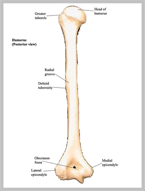 Humerus Anatomy Bone