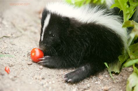 Skunk With A Tomatoe Baby Skunks Pet Photographer Skunk