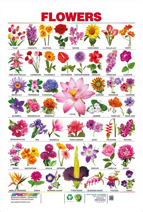 Few climbers plants names include pea plant, grapevine, sweet gourd, money plant, jasmine, runner beans, green peas, etc. List of Flower Names and Idioms with Flowers ...