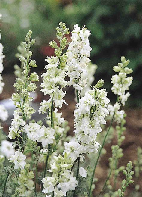 Delphinium Consolida Qis White Muller Seeds