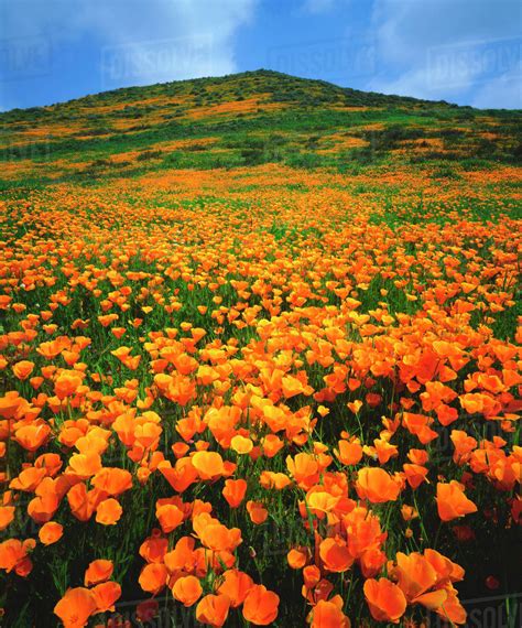 Usa California Lake Elsinore California Poppies Covering A Hillside