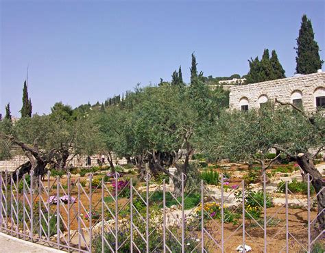 Gethsemane — Holy Land Tours Good Shepherd Travel
