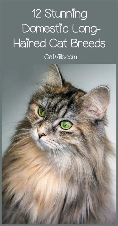 12 domestic long haired cat breeds and what you need to know
