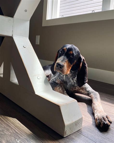 15 Amazing Facts About Coonhounds You Probably Never Knew Page 3 Of 5