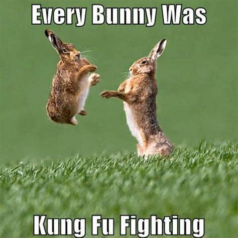 Rabbit Ramblings Funny Bunny Monday Memeday