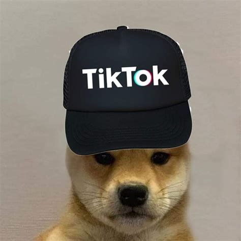 Pin By Stilly On Only Doge Dog Hat Dog Images Pup