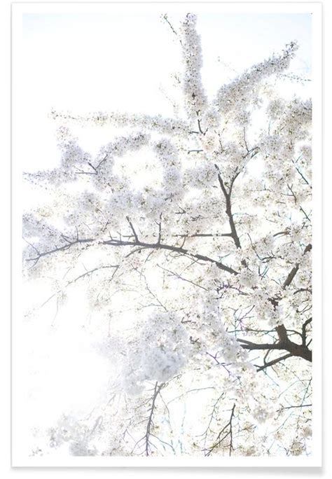 Cherry Blossoms 3 Poster Juniqe