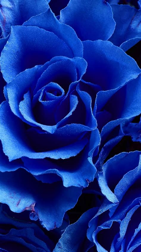 Aesthetic Blue Flowers Periwinkle Latan Estetico Wallpaperlist
