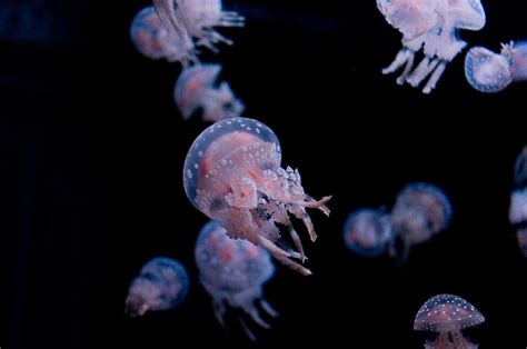 Widespread Parasite Is Actually ‘micro Jellyfish New Study Shows