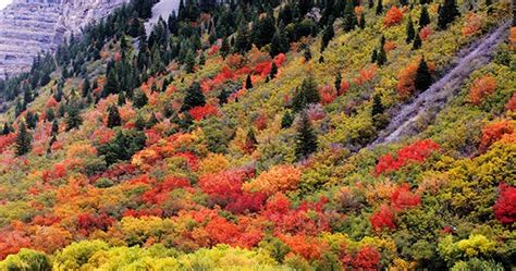 Colorful Fall Trees In Provo Canyon Ali Biorn Photography