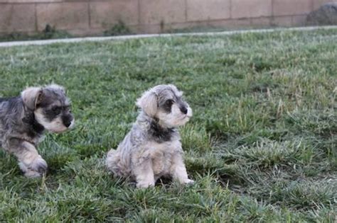 Help over 180,000 pets, that are available through rescues and shelters, find a home. AKC Miniature Schnauzer Puppies for Adoption for Sale in ...