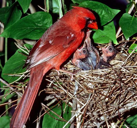 Cardinal Male Feeding Nestlings Vermilion Bird Red Birds Birds