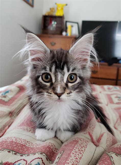 Moreover, in the event the pet is a cat, one ought to be extremely attentive, because of their seemingly mysterious behavior and character. 25 Adorable Maine Coon Kittens That Truly Are Giants In ...