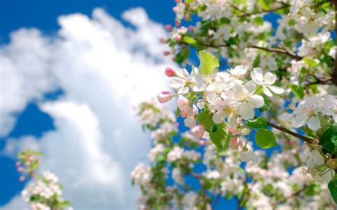 Заставки на компьютер скачать бесплатно Цветущие деревья Природа Весна