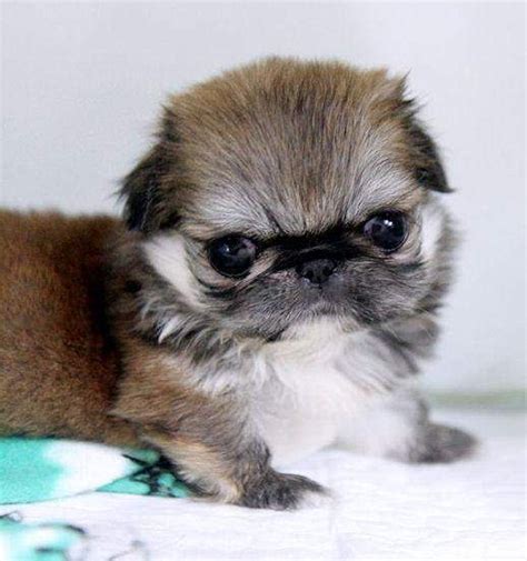 They have their vet appointrment scheduled for november second and will be ready… Teacup Pekingese puppies for sale - Classified ads ...