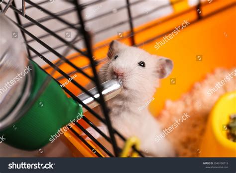 Cute Little Fluffy Hamster Drinking Cage Stock Photo 1949198719