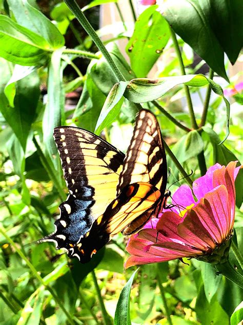 Swallowtail On Zinnia John W East Au Flickr
