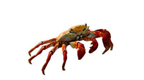 Crab Png Images Transparent Background Png Play