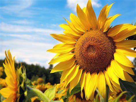 Maybe you would like to learn more about one of these? Summer Flowers For A Colourful Garden - Boldsky.com