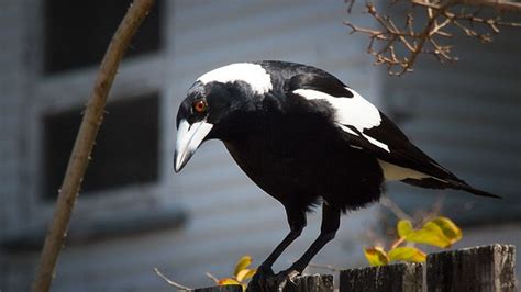 Photo Of Magpie With Head Tilted