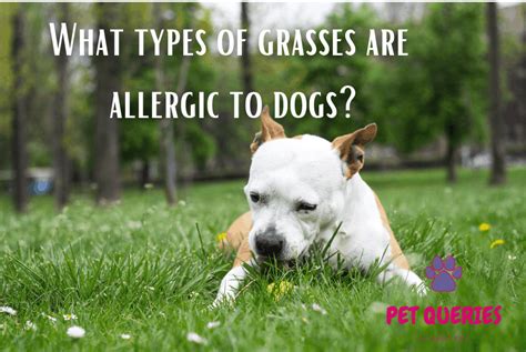 What Types Of Grasses Are Allergic To Dogs Pet Queries
