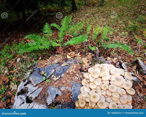 Cluster Of Mushrooms Stock Image Image Of Ferns Rich 133822211
