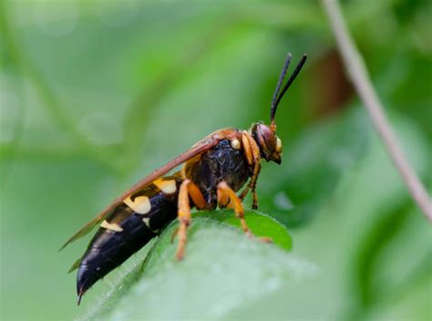 How serious are eastern cicada killer wasps? Urban Wildlife Guide: Cicada Killer