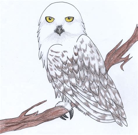 The White Owl By Xrainbowdawnx On Deviantart