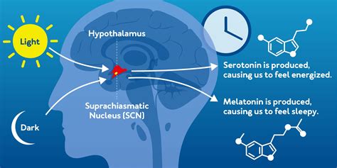 Circadian Rhythm: What is it? [Plus 6 Ways to Fix Yours]– Carex