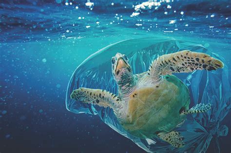 Great Pacific Garbage Patch Turtle