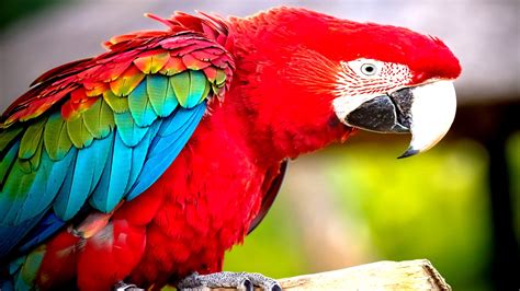 Feel free to send us your own. Macaw 4k