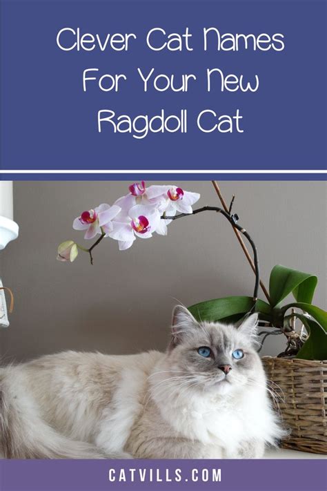 50 Clever Ragdoll Cat Names We Just Love Ragdoll Cat Cat Names