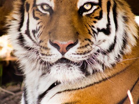 Tiger Eyes Smithsonian Photo Contest Smithsonian Magazine