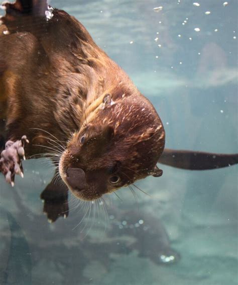Otters And Their Waters Exhibits Mote Marine Laboratory And Aquarium