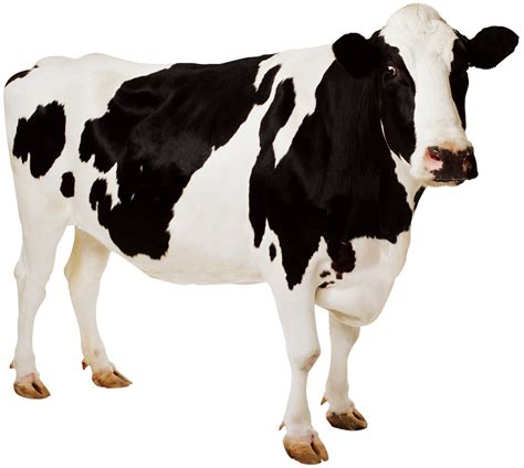 Open the apple photos app. cow PNG