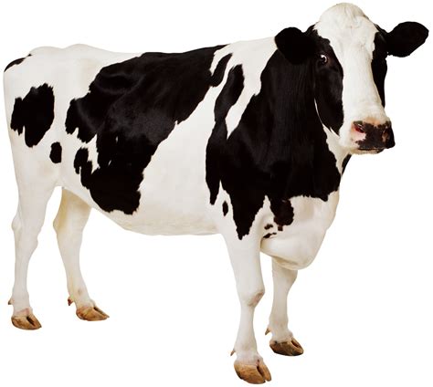 You can also upload files via the link. cow PNG