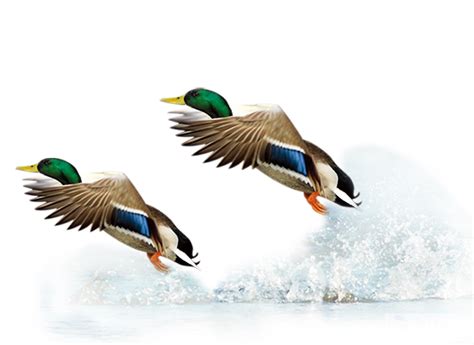 Mallard Duck Flight Bird Flying Duck Png Download 1251911 Free