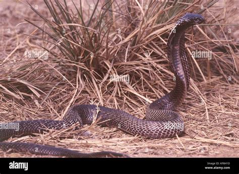 Zoology Reptiles Elapidi Spectacled Cobra Naja Naja India Stock