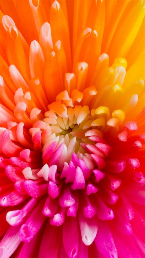 Wallpaper colourful flowers, 4k, HD wallpaper, flowers ...