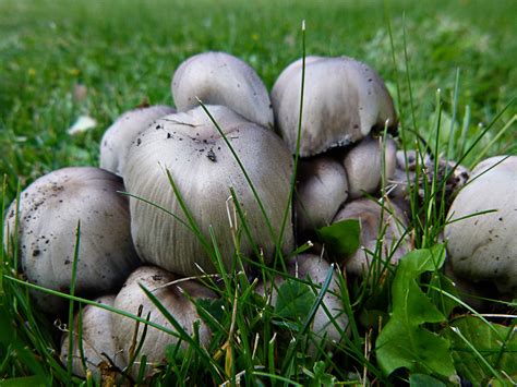 Poisonous mushroom closeup free image