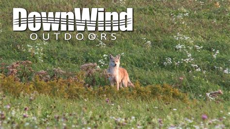 Eastern Coyote Hunting Almost Blew It Downwind Outdoors Youtube