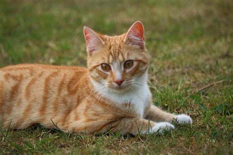 Free Picture Cute Cat Animal Pet Feline Grass Summer Kitten