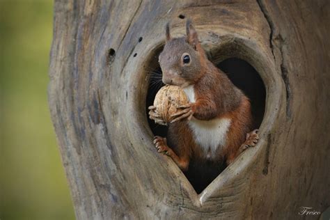 Squirrels Nuts Walnut Hd Wallpaper Rare Gallery