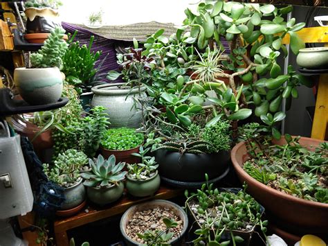My Indoor Succulent Display Succulents