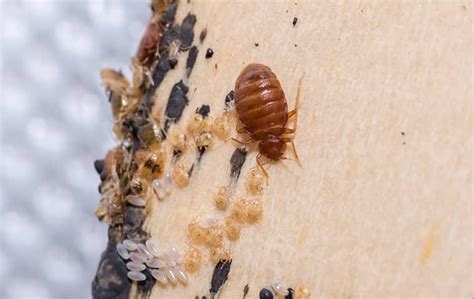 Blog How Dangerous Is It To Have Bed Bugs In My Houston Home