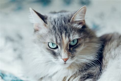 What kind of cat should you get if you want a cuddly, affectionate, friendly pet? Siberian Cat — Full Profile, History, and Care