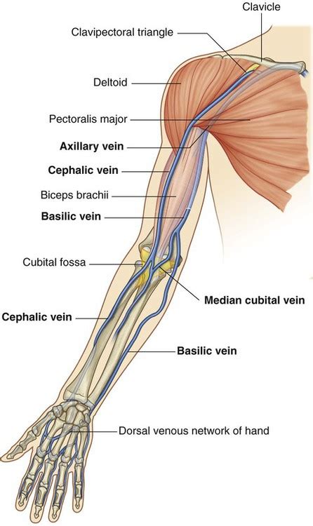 Upper Limb Veins Anatomy